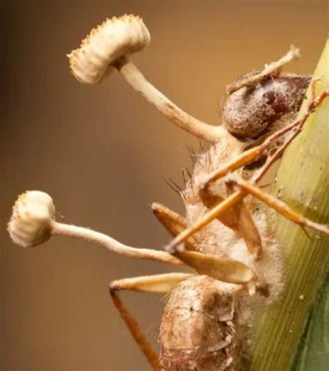 fungo de     existe entenda como  cordyceps transforma os
