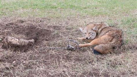 Crushing Cruelty: Animal Trapping in the United States | Born Free USA