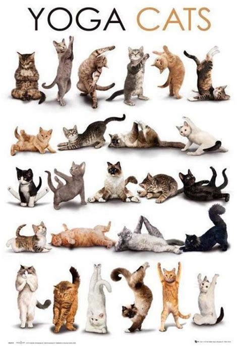 Yoga Cats Doing Various Yoga Poses | Infographic A Day