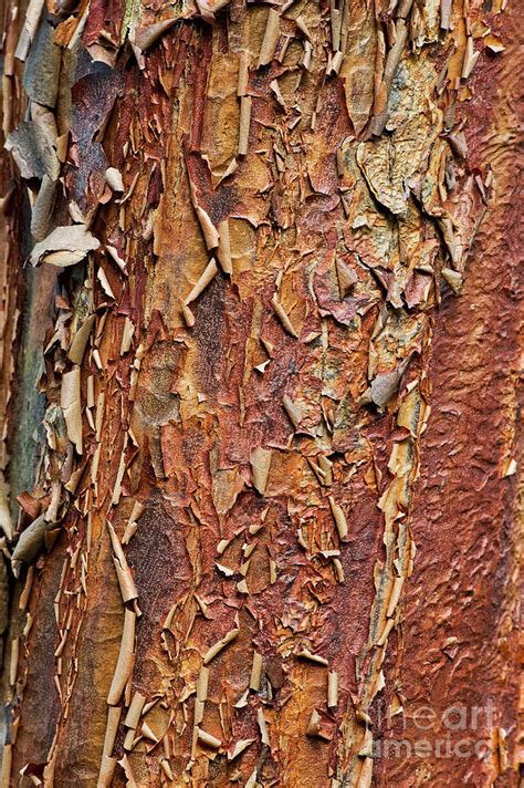paperbark maple tree bark photograph  tim gainey pixels