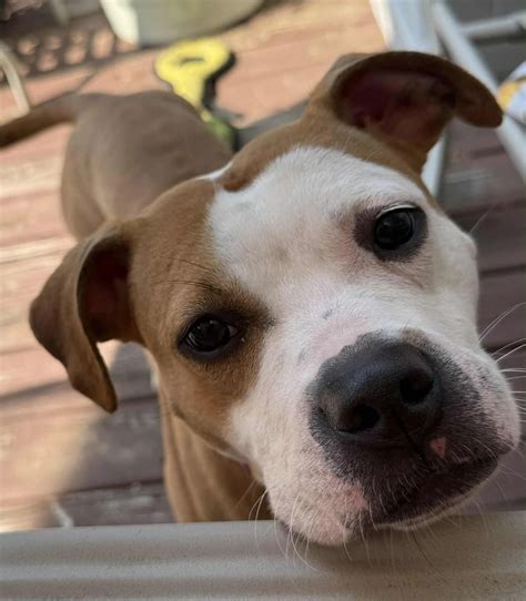 Humane Society Near Me - Find Paw Pal