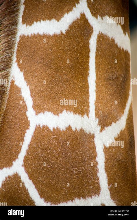 close   giraffe neck stock photo alamy