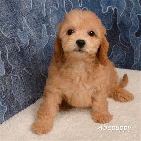 Maltipoo Bichpoo Puppies for Sale Austin | Abcpuppy.com by abcpupp - Issuu