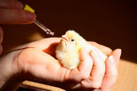 Чем кормить суточных цыплят в первые дни жизни