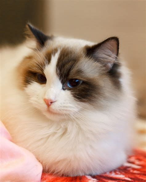 Fluffy ragdoll : r/ragdolls