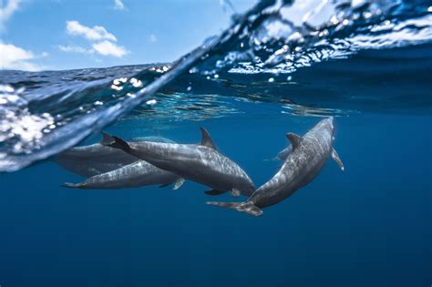 Hair Transplant on Twitter | Dolphins, Animal photography, Dolphin images