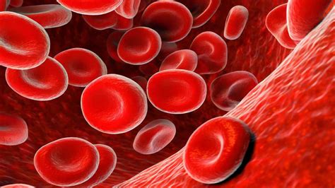 red blood cells rbcs function development  counts