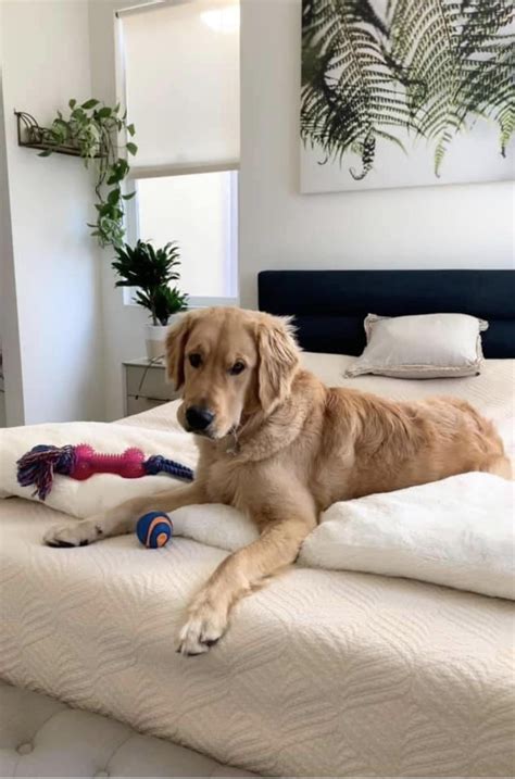 Unleashed Pitbull attacks 8mo Golden Retriever. : r/BanPitBulls