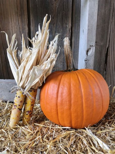 kakadoodle small indian corn