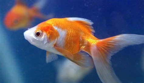 Ghoti - Teflpedia