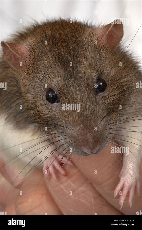 Hooded Rat High Resolution Stock Photography and Images - Alamy