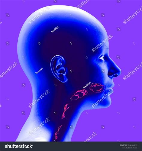 Disorders Swallowing Dysphagia Pharyngeal Esophageal Dysphagia 库存插图