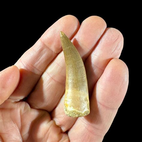 Elasmosaurus tooth for sale | Fossilsplus