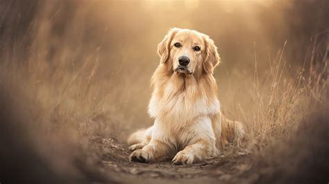 Golden Retriever Wallpaper 4K, Scottish breed dog, Pet dog, 5K