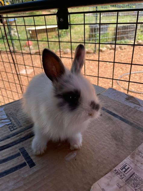Farm Animals & Pets in the Athens, GA Area | Lionhead babies Cleveland