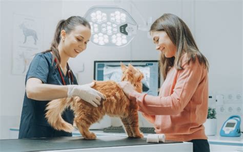 Clinique vétérinaire pour chats et chiens en Beauce