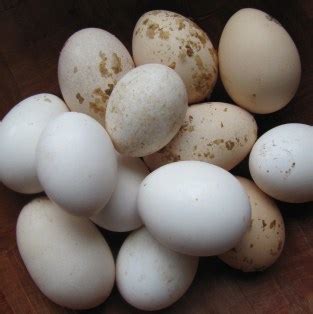 Eggs: The poor man's protein [Recipes] | Grist