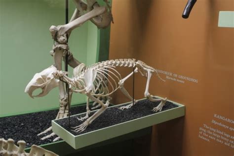 Groundhog Skeleton, Smithsonian Museum of Natural History - This ...