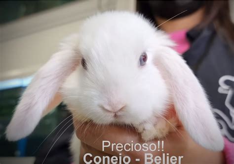 nuestro precioso conejo belier conejos pajareria amazonas