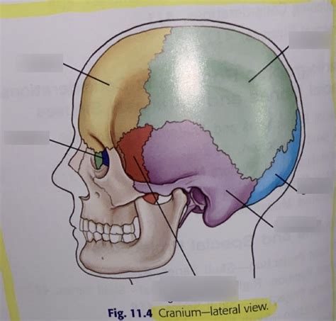 Skull Anatomy Diagram | Quizlet