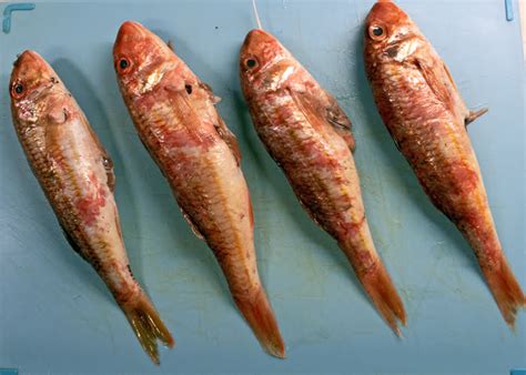 red mullet matgleder