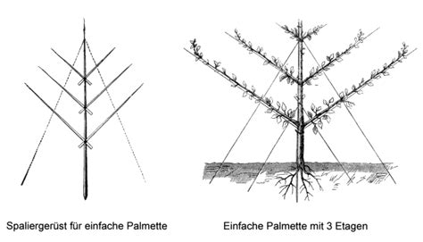 Palmetten - Lohrberg-Blog