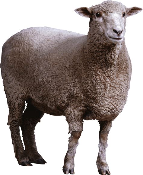 Sheep In Clothes 3