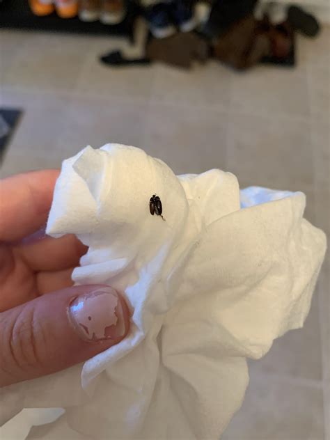 Black carpet beetle or just a different type of beetle? See adults and