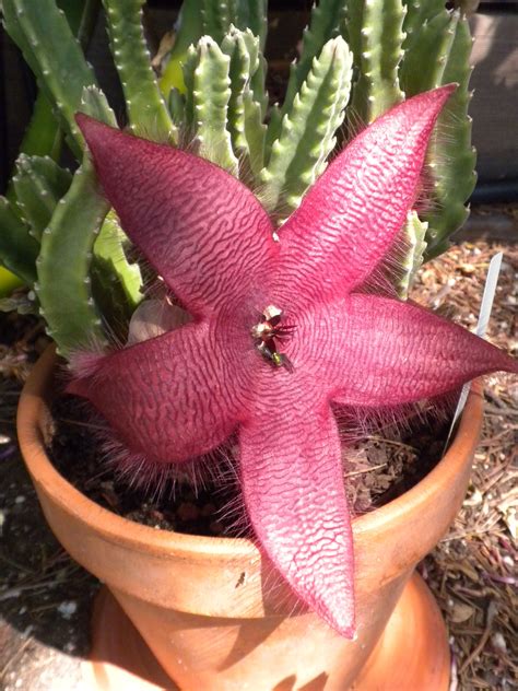 The Fascinating World of Carrion Flower Cactus - Succulent Source