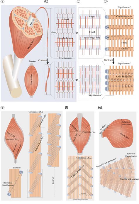 Fluid‐Driven High‐Performance Bionic Artificial Muscle with Adjustable ...