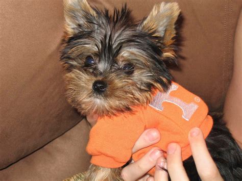Rawhide For Yorkie Puppy at Albert Jarman blog