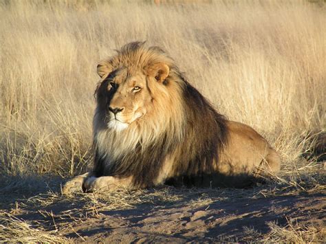 filelion waiting  namibiajpg wikipedia