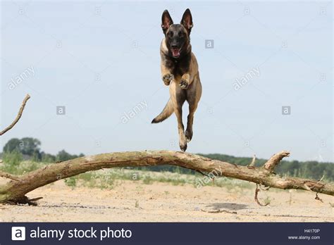 belgian malinois shepherd dog jumping high resolution stock photography