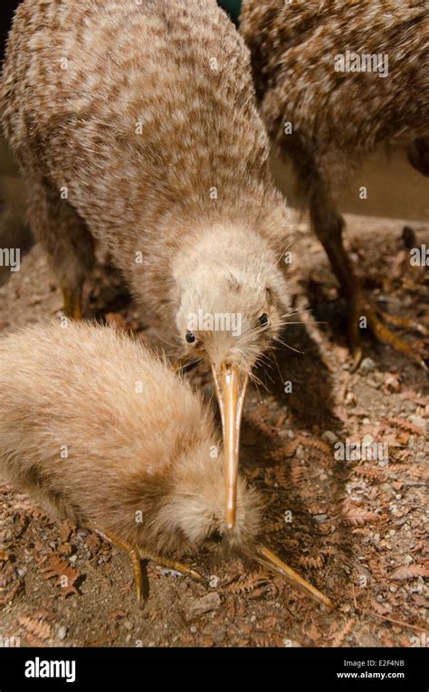 Kiwi bird hi-res stock photography and images - Alamy