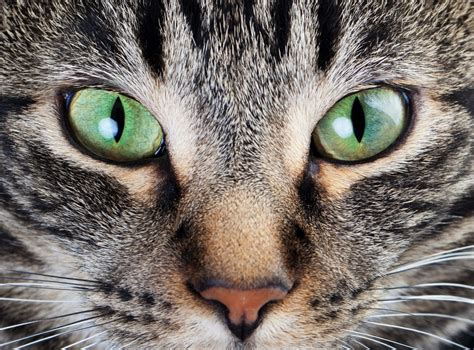 Cat's eyes - how cats see the world | Cat’s Best