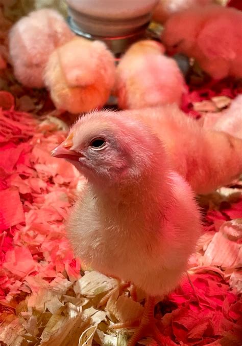 Indiana State Museum on Twitter: "Explore the rich agricultural history