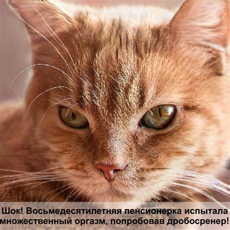 рентген кота — Postimages