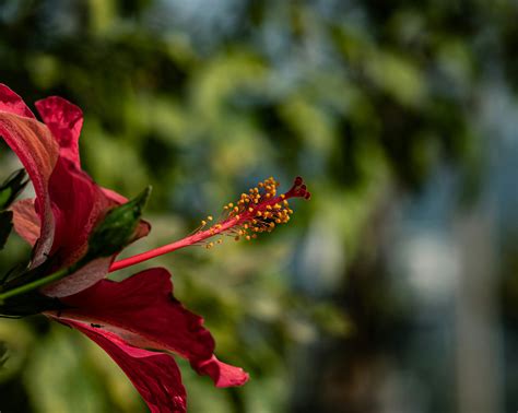 hibiscus flower wallpaper 9