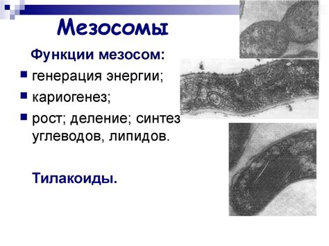 Классификация и строение микроорганизмов. Микробиология - презентация ...
