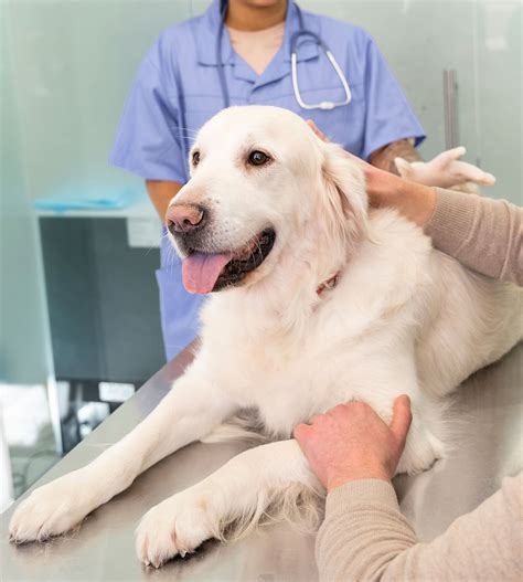 Pet Ultrasound In Frankfort, KY 40601 | Animal Medical Center
