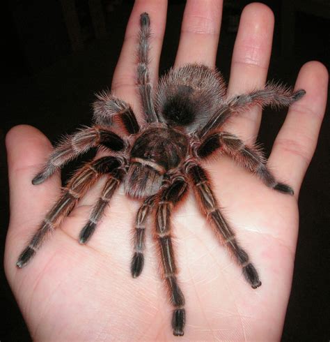 World Most Amazing Records: Amazing Tarantula spider - Giant Tarantula ...