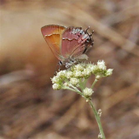 Callophrys gryneus (Juniper Hairstreak) – 10,000 Things of the Pacific