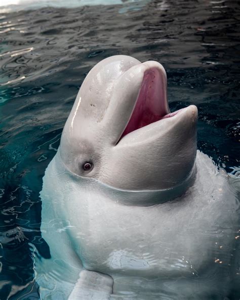 Beluga Whale Images