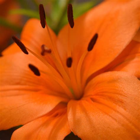 Tiger Lilies: A Walk on the Wild Side with these Exotic Blooms