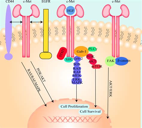 Frontiers | The Function of the HGF/c-Met Axis in Hepatocellular Carcinoma