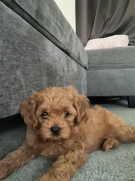 Just thought I would post a pic of my boy Milo :-) : r/CavaPoo