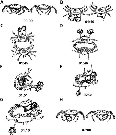 is it normal crab hyperactive step by step 3