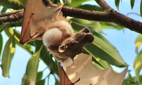 Redefiniendo el dimorfismo sexual | Smithsonian Tropical Research Institute