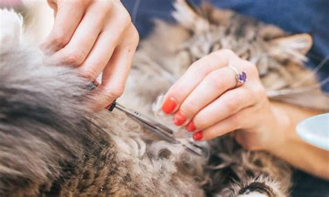 how to remove matted cat hair without cutting