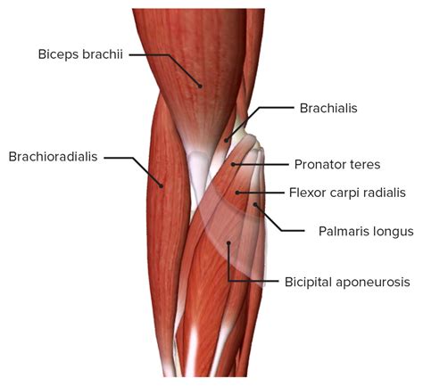 ramos musculares del nervio ulnar eejioq